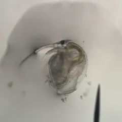 baltic long-nosed waterflea thumbnail 1
