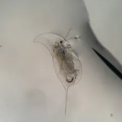Daphnia retrocurva thumbnail 1