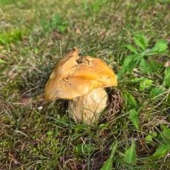 Chippewa Bolete thumbnail 4