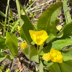 diffuseflower evening primrose thumbnail 3