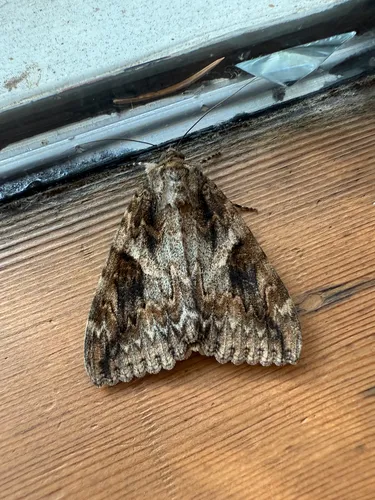 Catocala irene