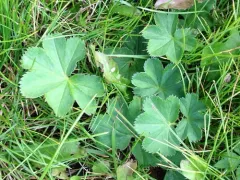 Thin-stem Lady's-mantle thumbnail 2