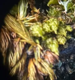 Rusty Fork-moss thumbnail 4