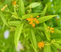 tropical milkweed thumbnail 4