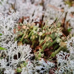 Smooth Horn Lichen thumbnail 3