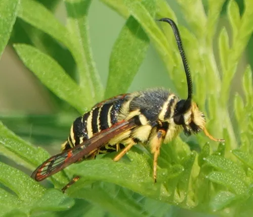 Riley's Clearwing Moth