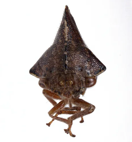 Telamona tristis