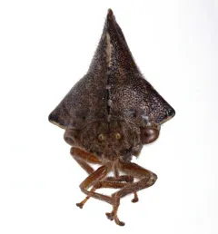 Telamona tristis thumbnail 1
