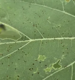 Sunflower Rust thumbnail 4