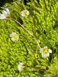 Starwort Mouse-ear thumbnail 2