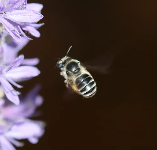 Pickerelweed Longhorn Bee