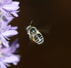 Pickerelweed Longhorn Bee thumbnail 1