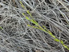 Stiff Yellow Flax thumbnail 4
