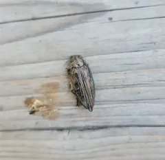 Spotted-belly Buprestid Beetle thumbnail 4