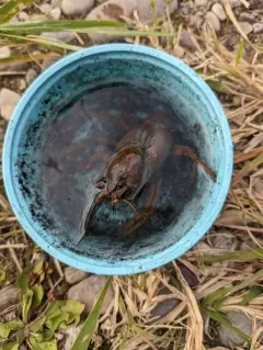 Pilose Crayfish thumbnail 4