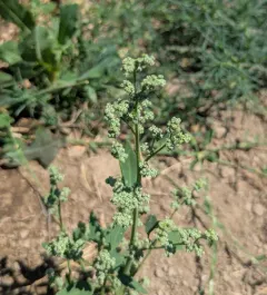 Narrowleaf Goosefoot thumbnail 3