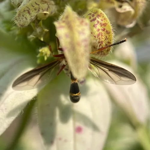 Physoconops brachyrhynchus