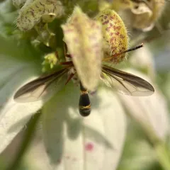 Physoconops brachyrhynchus thumbnail 1