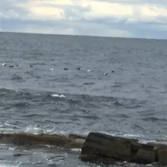 Common Eider thumbnail 3