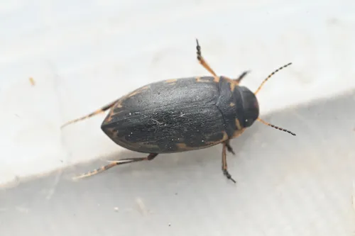 Boreonectes griseostriatus