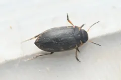 Boreonectes griseostriatus thumbnail 1