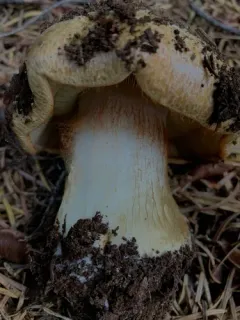 Calonarius luteicolor thumbnail 4