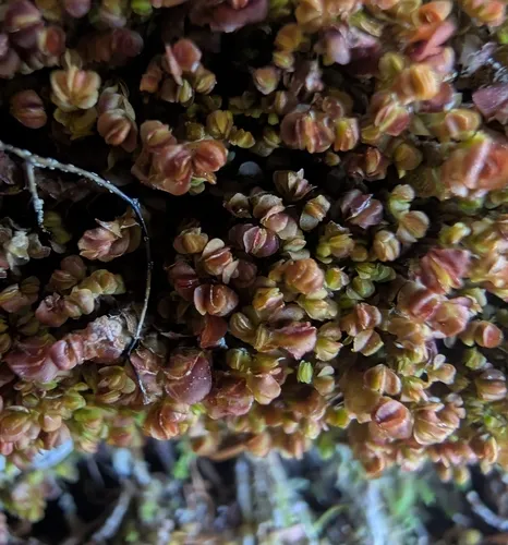 Taylor's Flapwort