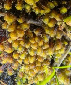 Water Earwort thumbnail 1
