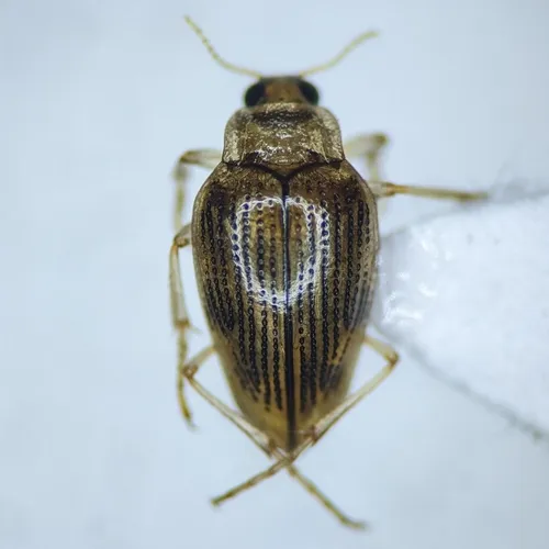 Horn's Crawling Water Beetle