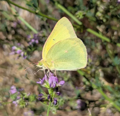 Queen Alexandra’s Sulphur