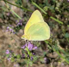 Queen Alexandra’s Sulphur thumbnail 1
