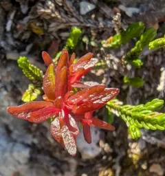 Exobasidium cassiopes thumbnail 1