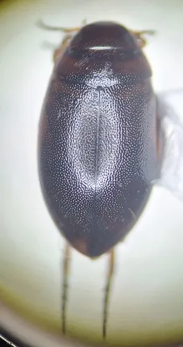 Hygrotus obscureplagiatus