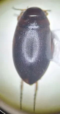 Hygrotus obscureplagiatus thumbnail 1