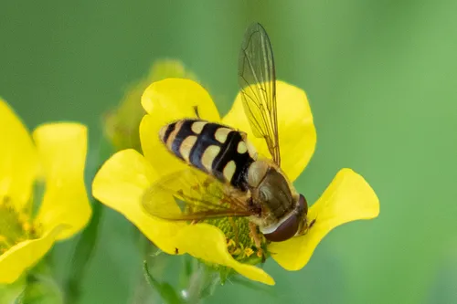 Yellow-margined Flower Fly