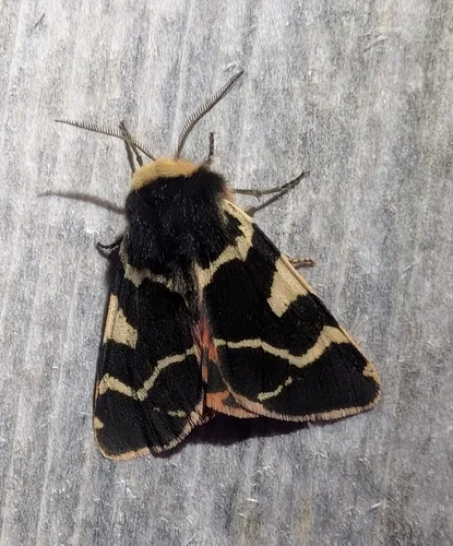 Bruce's tiger moth