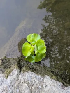 common water hyacinth thumbnail 4