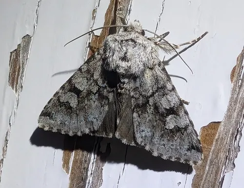 Lasionycta mutilata