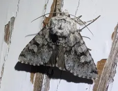 Lasionycta mutilata thumbnail 1