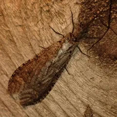 Protochauliodes spenceri thumbnail 3