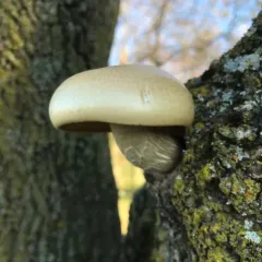 Elm Mushroom thumbnail 4