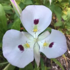 white mariposa lily thumbnail 3