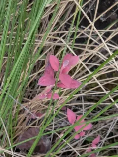 Exobasidium karstenii thumbnail 4