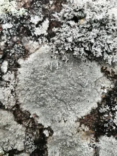 Boulder Lichen thumbnail 4