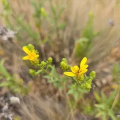 Hall's goldenweed thumbnail 2