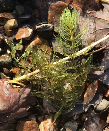 spineless hornwort