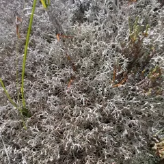gray reindeer lichen thumbnail 2