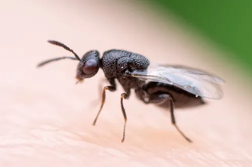 Clover Seed Chalcidoid Wasp