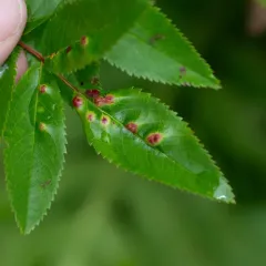 Diplolepis rosaefolii thumbnail 4