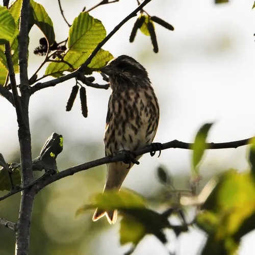 Purple Finch